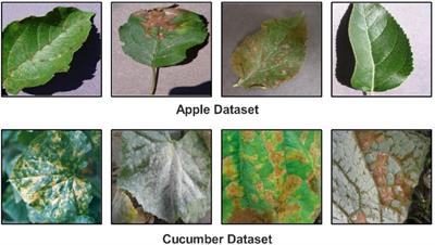 Fruit and vegetable leaf disease recognition based on a novel custom convolutional neural network and shallow classifier